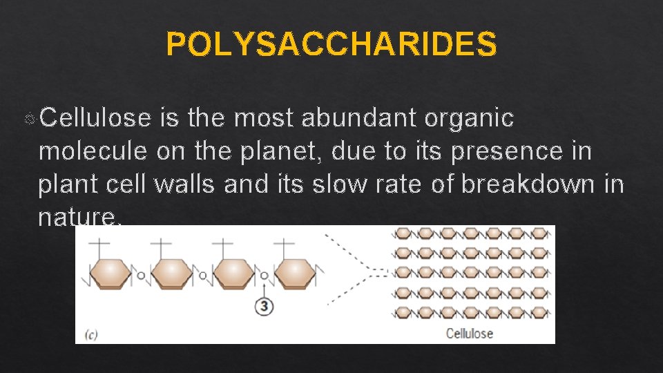 POLYSACCHARIDES Cellulose is the most abundant organic molecule on the planet, due to its