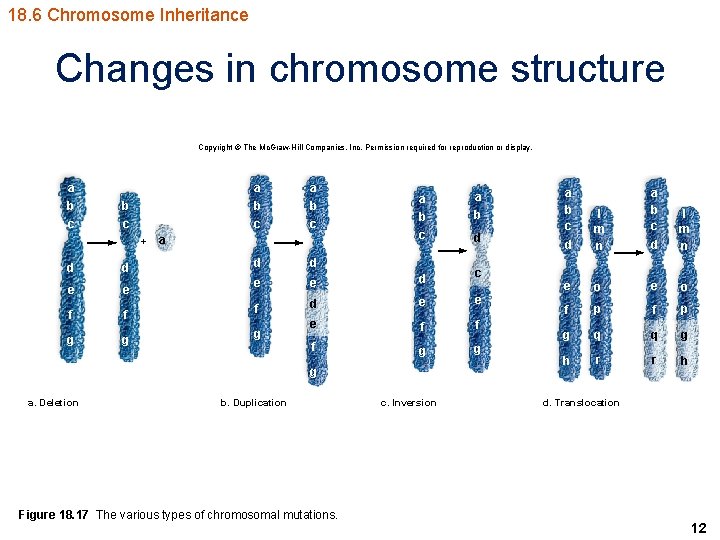 18. 6 Chromosome Inheritance Changes in chromosome structure Copyright © The Mc. Graw-Hill Companies,