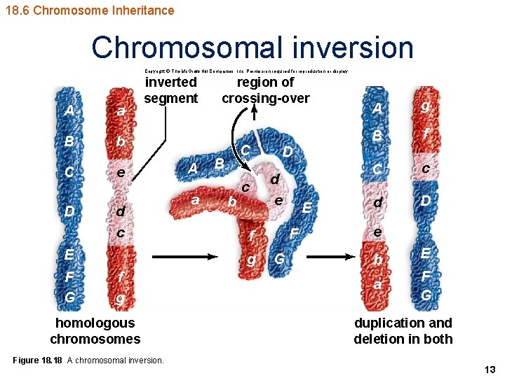 18. 6 Chromosome Inheritance Chromosomal inversion Copyright © The Mc. Graw-Hill Companies, Inc. Permission