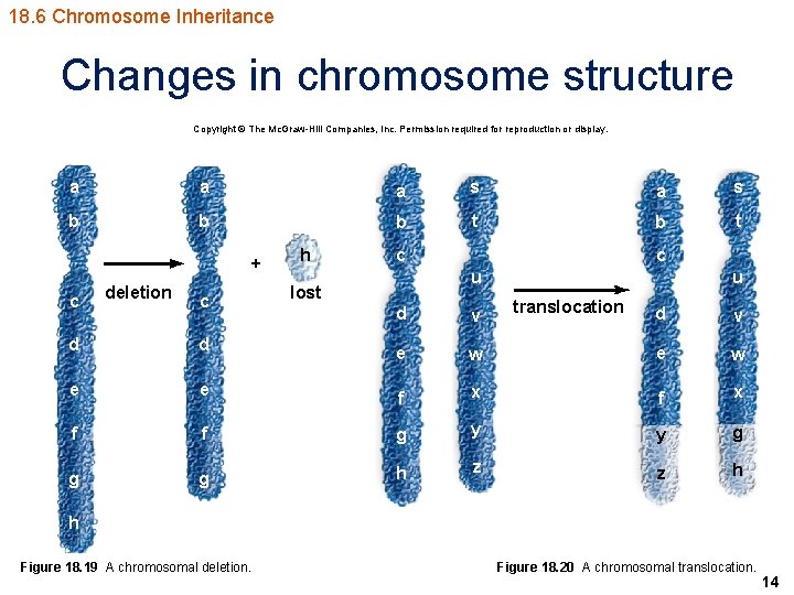 18. 6 Chromosome Inheritance Changes in chromosome structure Copyright © The Mc. Graw-Hill Companies,