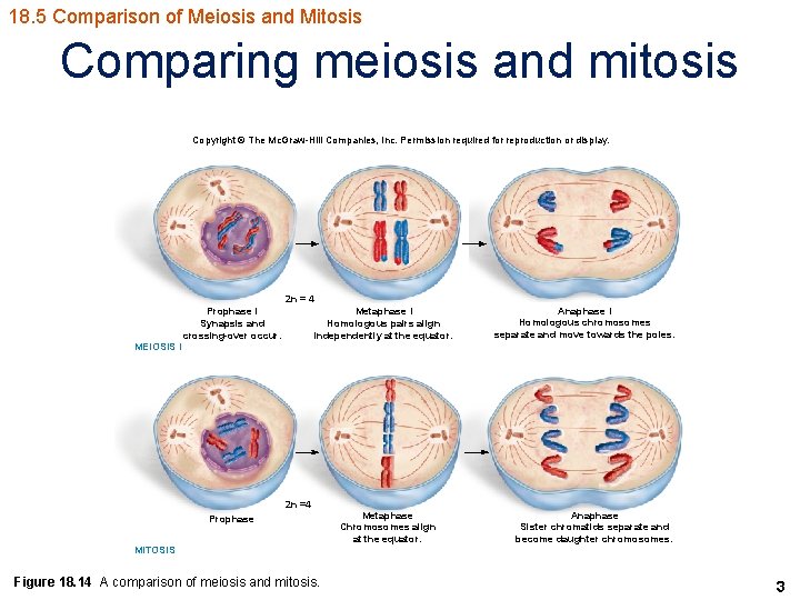 18. 5 Comparison of Meiosis and Mitosis Comparing meiosis and mitosis Copyright © The