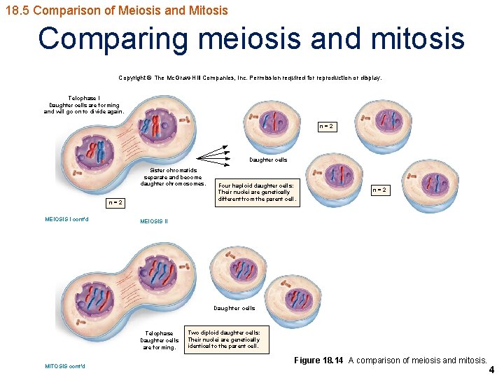 18. 5 Comparison of Meiosis and Mitosis Comparing meiosis and mitosis Copyright © The