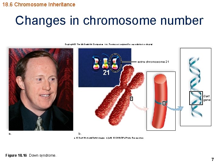 18. 6 Chromosome Inheritance Changes in chromosome number Copyright © The Mc. Graw-Hill Companies,