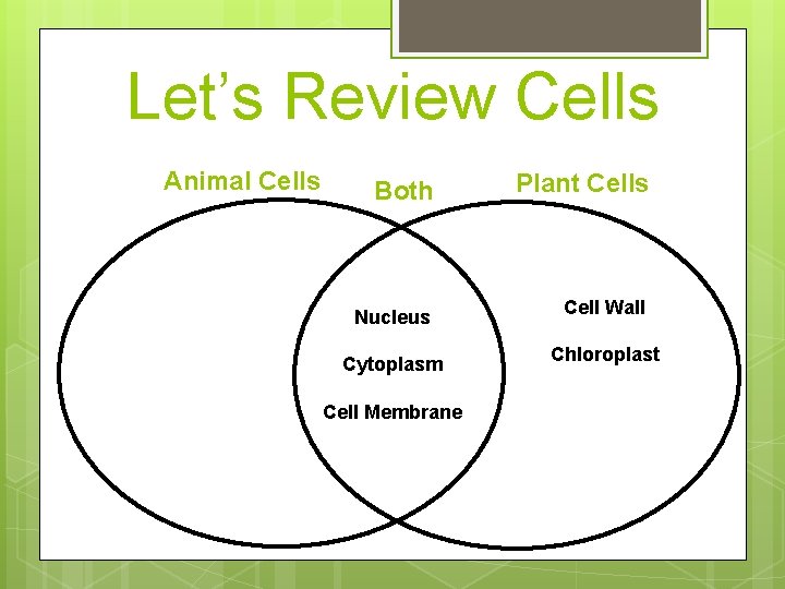 Let’s Review Cells Animal Cells Both Nucleus Cytoplasm Cell Membrane Plant Cells Cell Wall