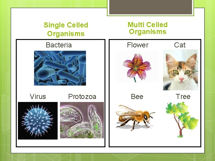 Single Celled Organisms Bacteria Virus Protozoa Multi Celled Organisms Flower Bee Cat Tree 