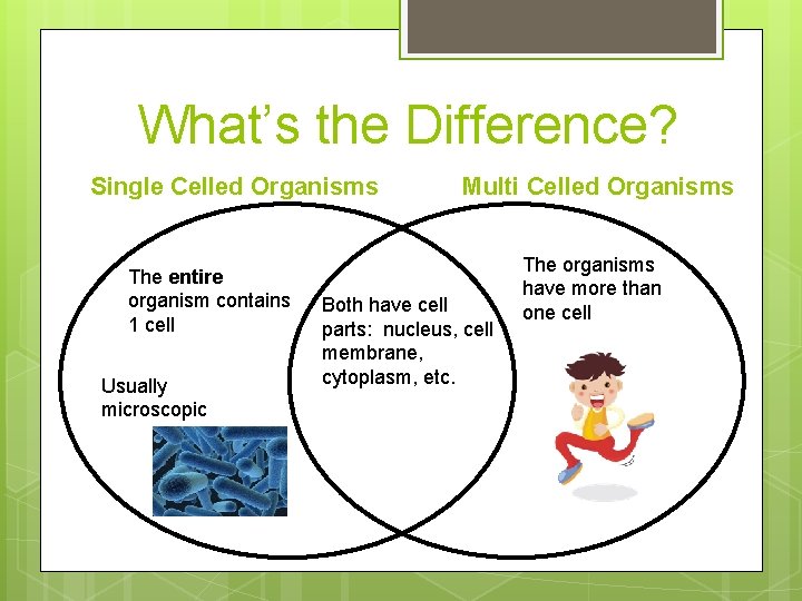 What’s the Difference? Single Celled Organisms The entire organism contains 1 cell Usually microscopic