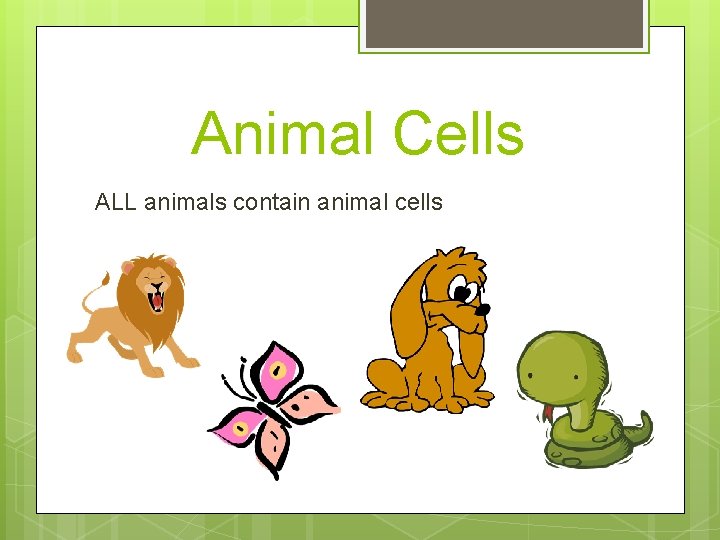 Animal Cells ALL animals contain animal cells 