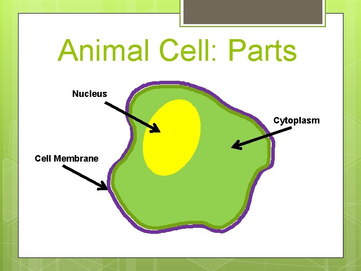 Animal Cell: Parts Nucleus Cytoplasm Cell Membrane 