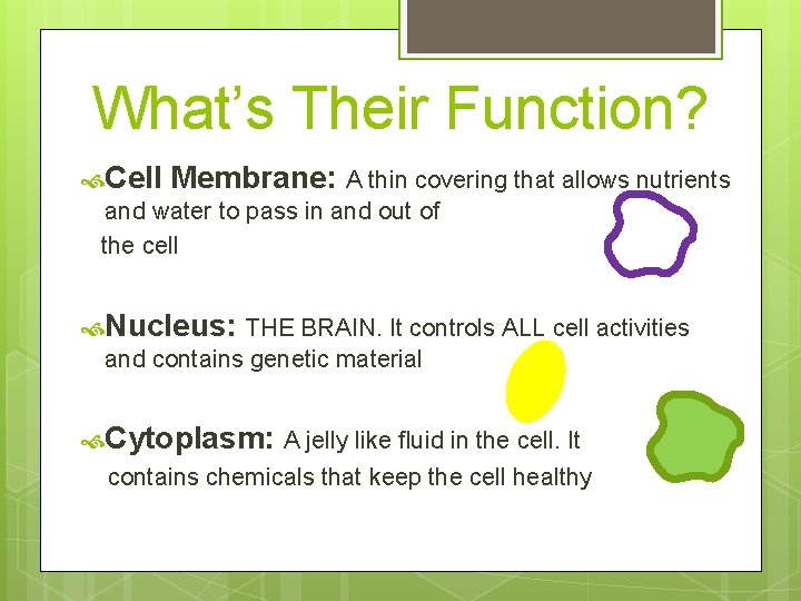 What’s Their Function? Cell Membrane: A thin covering that allows nutrients and water to