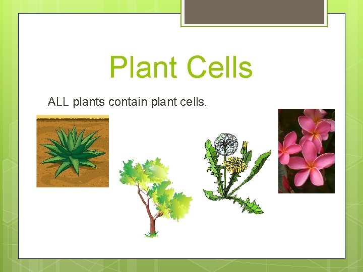 Plant Cells ALL plants contain plant cells. 