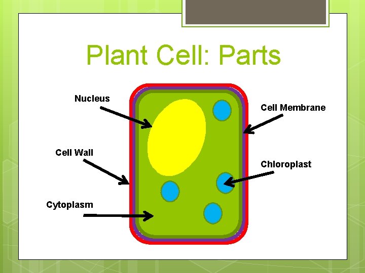 Plant Cell: Parts Nucleus Cell Membrane Cell Wall Chloroplast Cytoplasm 