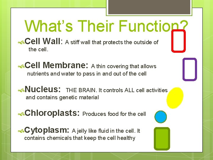 What’s Their Function? Cell Wall: A stiff wall that protects the outside of the