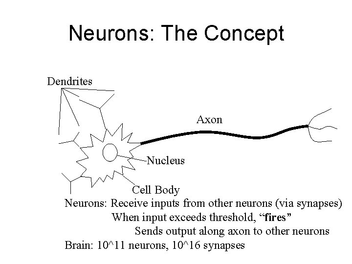 Neurons: The Concept Dendrites Axon Nucleus Cell Body Neurons: Receive inputs from other neurons