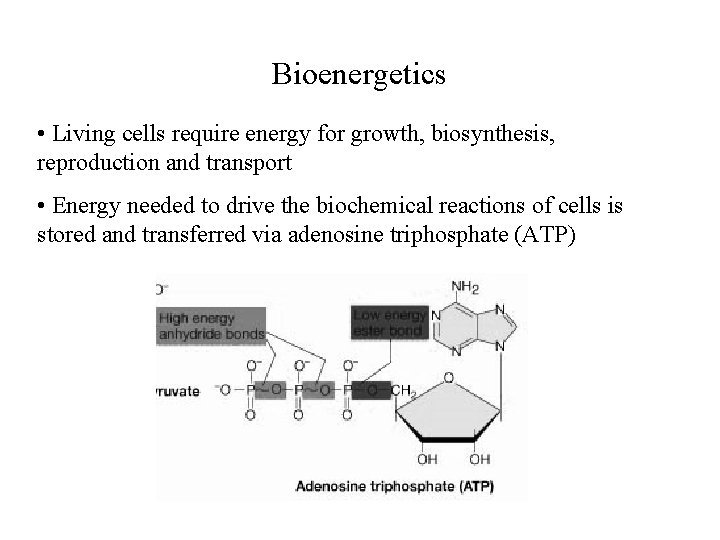 Bioenergetics • Living cells require energy for growth, biosynthesis, reproduction and transport • Energy