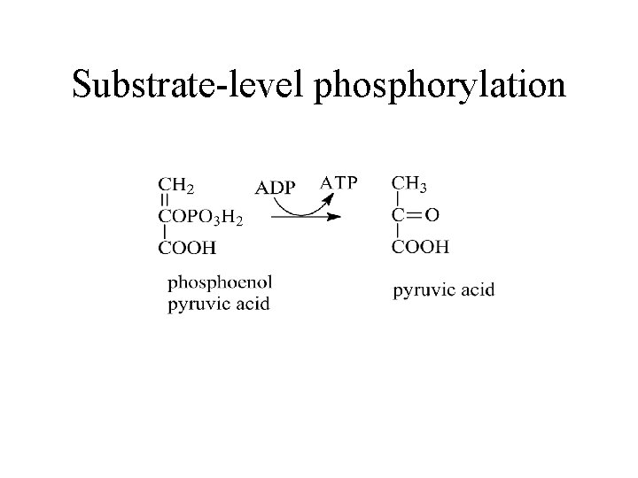 Substrate-level phosphorylation 