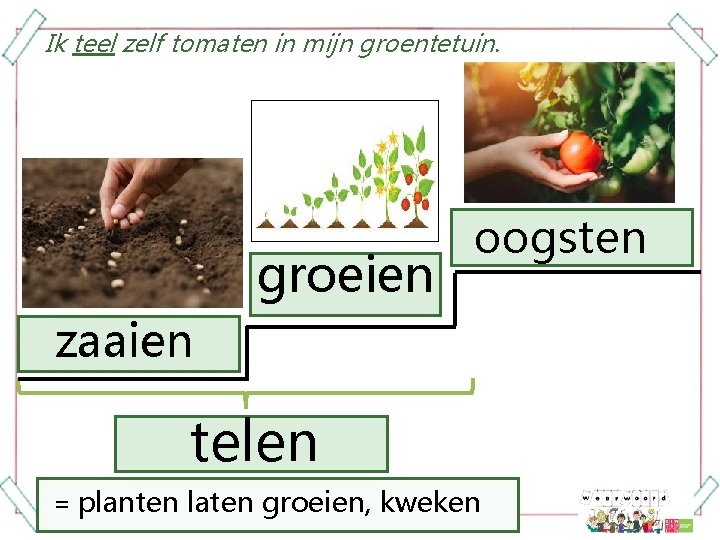 Ik teel zelf tomaten in mijn groentetuin. groeien oogsten zaaien telen = planten laten