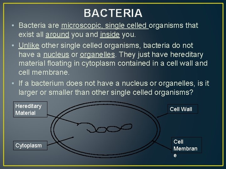 BACTERIA • Bacteria are microscopic, single celled organisms that exist all around you and
