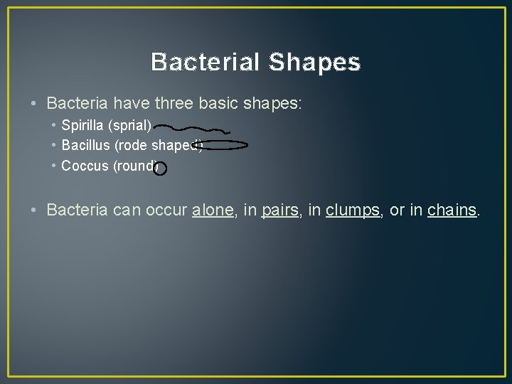 Bacterial Shapes • Bacteria have three basic shapes: • Spirilla (sprial) • Bacillus (rode