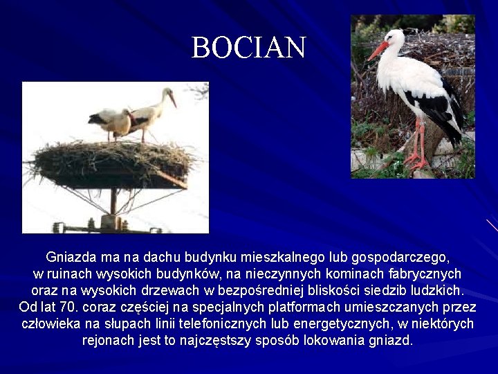 BOCIAN Gniazda ma na dachu budynku mieszkalnego lub gospodarczego, w ruinach wysokich budynków, na