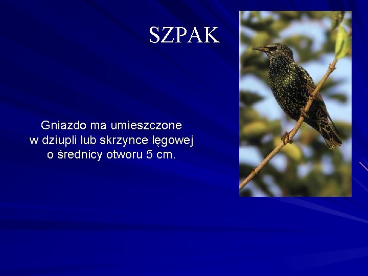 SZPAK Gniazdo ma umieszczone w dziupli lub skrzynce lęgowej o średnicy otworu 5 cm.