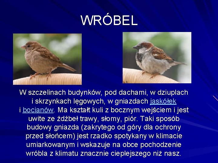 WRÓBEL W szczelinach budynków, pod dachami, w dziuplach i skrzynkach lęgowych, w gniazdach jaskółek