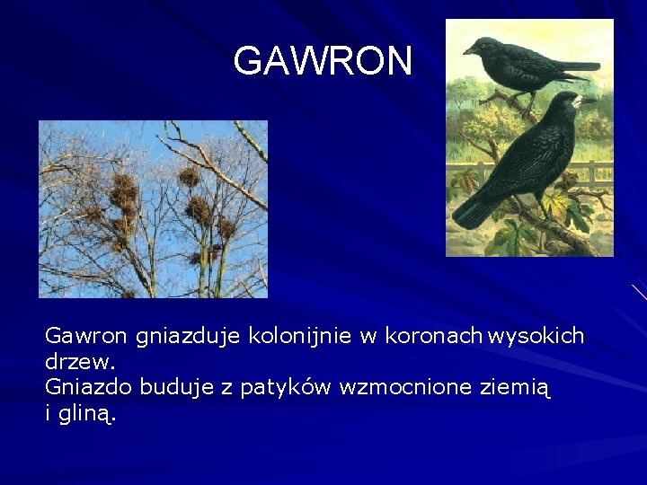 GAWRON Gawron gniazduje kolonijnie w koronach wysokich drzew. Gniazdo buduje z patyków wzmocnione ziemią