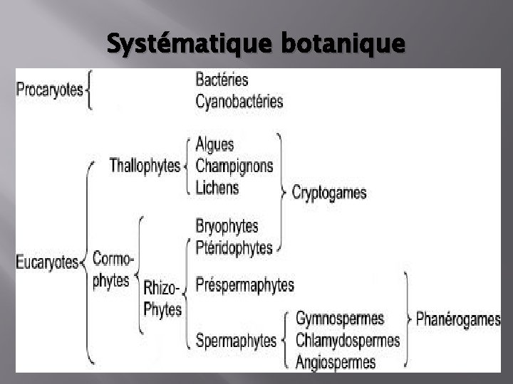 Systématique botanique 