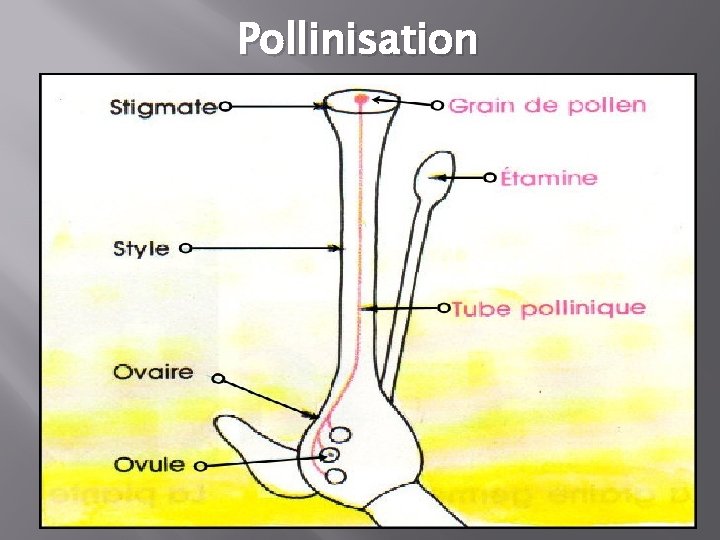 Pollinisation 