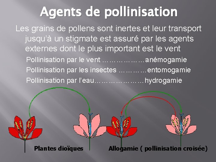 Agents de pollinisation Les grains de pollens sont inertes et leur transport jusqu’à un
