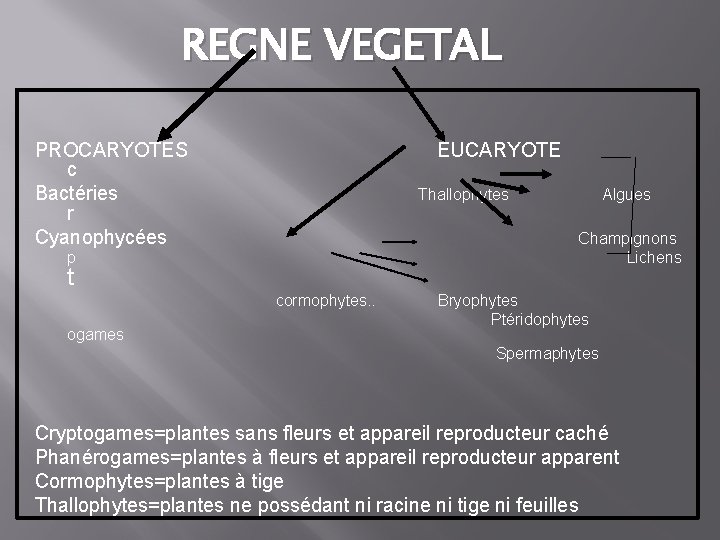 REGNE VEGETAL PROCARYOTES c Bactéries r Cyanophycées EUCARYOTE Thallophytes Champignons Lichens p t cormophytes.