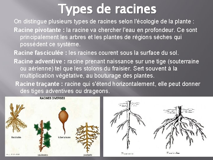 Types de racines On distingue plusieurs types de racines selon l'écologie de la plante