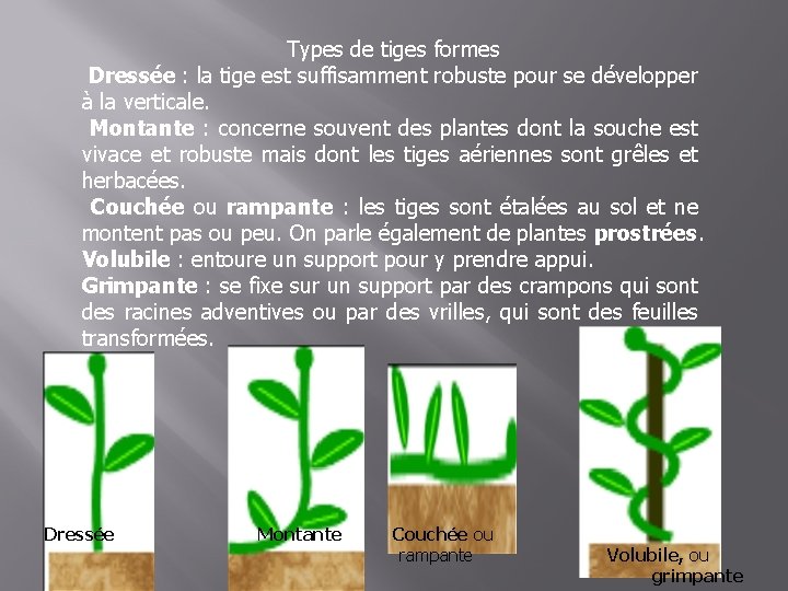 Types de tiges formes Dressée : la tige est suffisamment robuste pour se développer