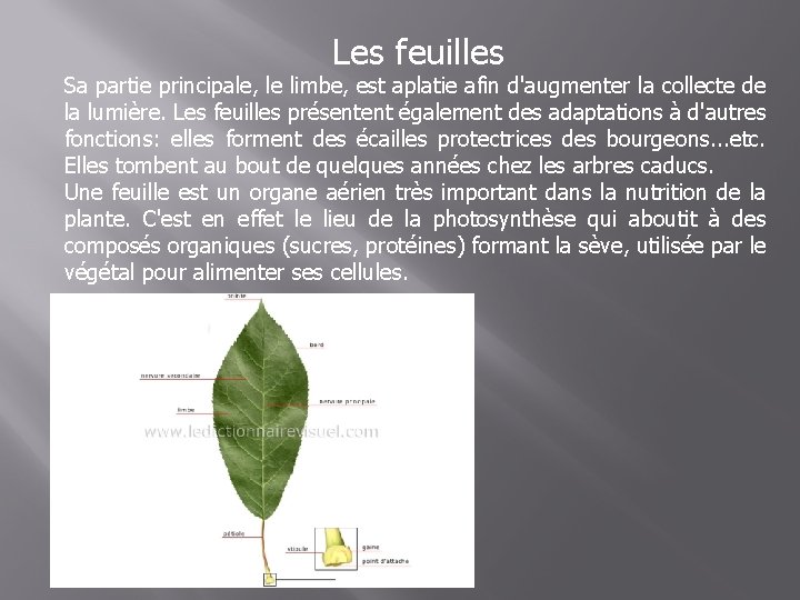 Les feuilles Sa partie principale, le limbe, est aplatie afin d'augmenter la collecte de