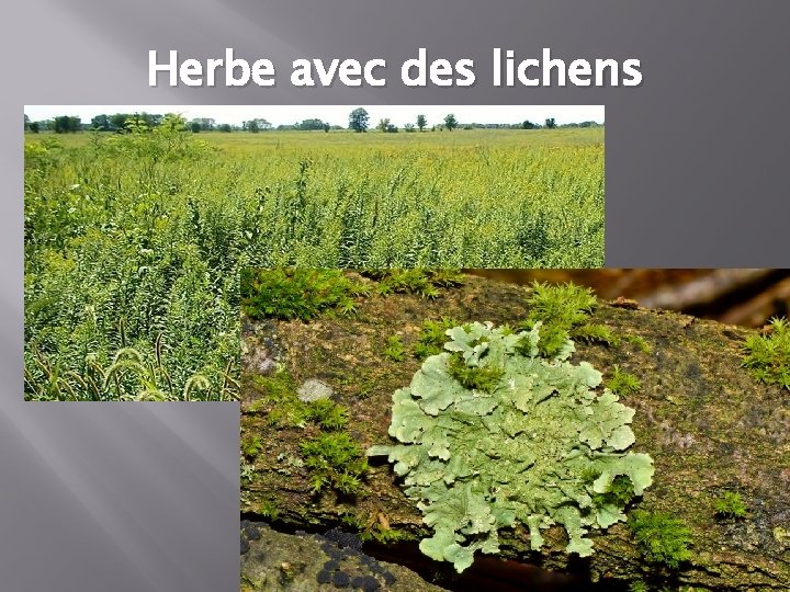 Herbe avec des lichens 