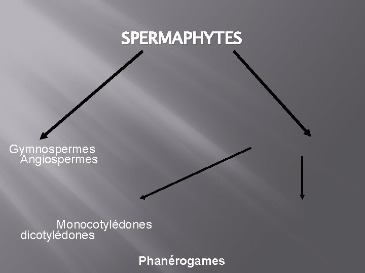 SPERMAPHYTES Gymnospermes Angiospermes Monocotylédones dicotylédones Phanérogames 