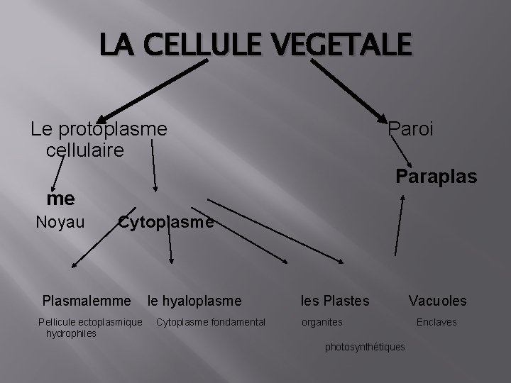 LA CELLULE VEGETALE Le protoplasme cellulaire Paroi Paraplas me Noyau Cytoplasme Plasmalemme Pellicule ectoplasmique