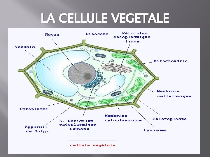 LA CELLULE VEGETALE 