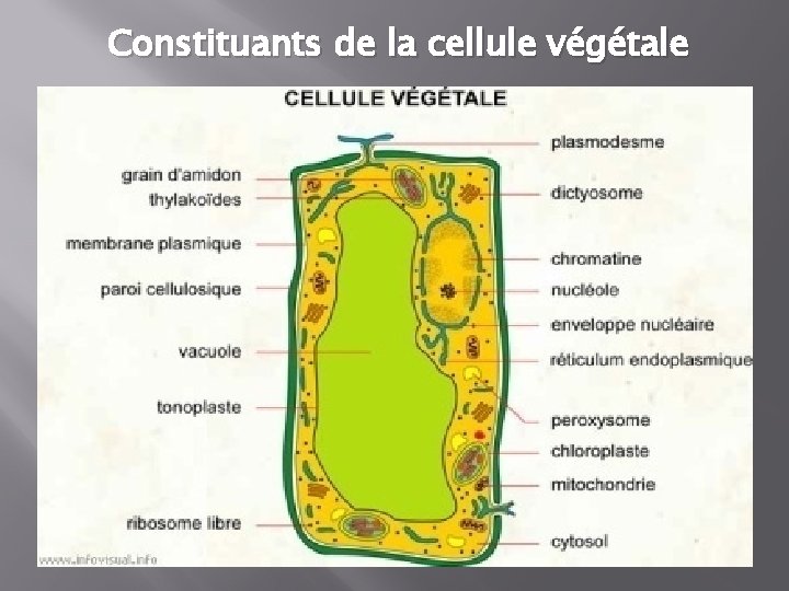 Constituants de la cellule végétale 