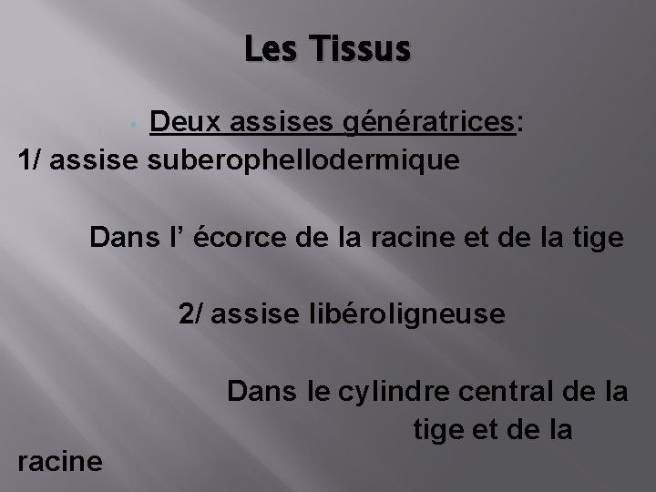 Les Tissus Deux assises génératrices: 1/ assise suberophellodermique • Dans l’ écorce de la