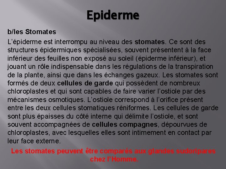 Epiderme b/les Stomates L’épiderme est interrompu au niveau des stomates. Ce sont des structures