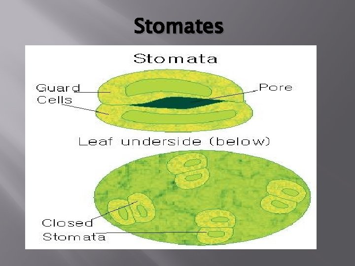 Stomates 