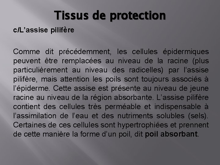 Tissus de protection c/L’assise pilifère Comme dit précédemment, les cellules épidermiques peuvent être remplacées