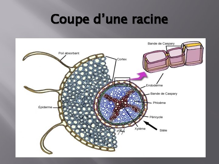 Coupe d’une racine 