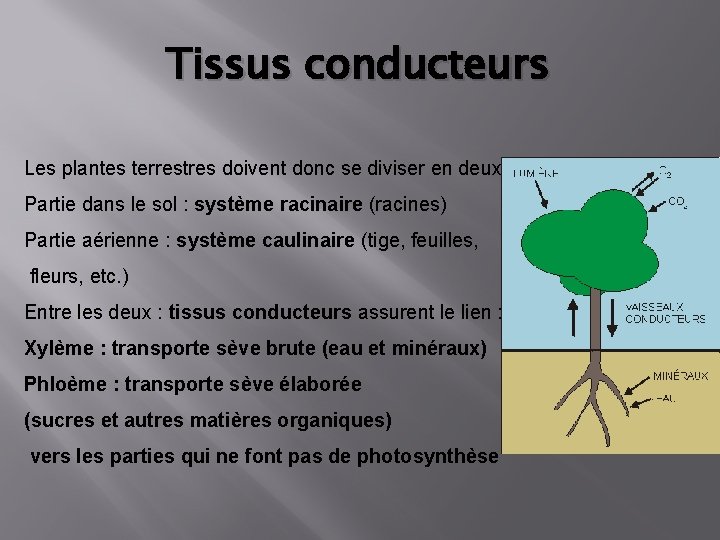 Tissus conducteurs Les plantes terrestres doivent donc se diviser en deux: Partie dans le