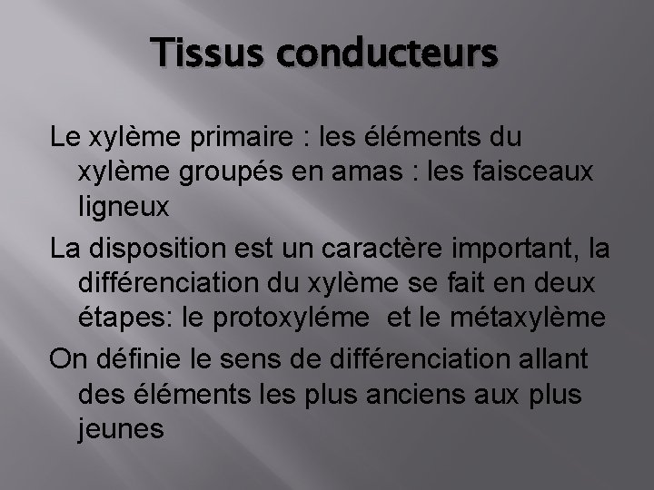 Tissus conducteurs Le xylème primaire : les éléments du xylème groupés en amas :