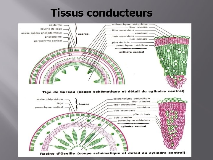 Tissus conducteurs 