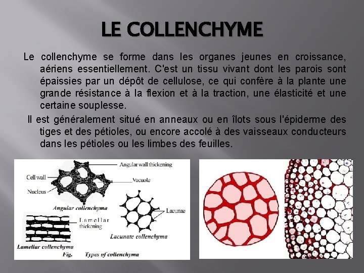 LE COLLENCHYME Le collenchyme se forme dans les organes jeunes en croissance, aériens essentiellement.