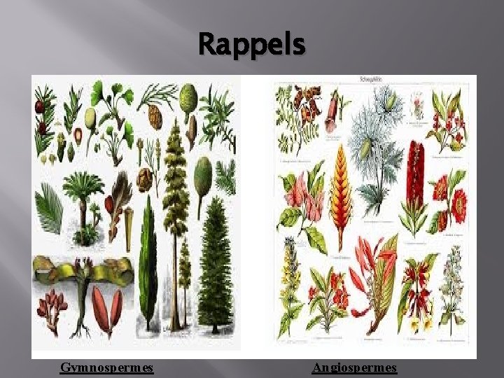 Rappels Gymnospermes Angiospermes 