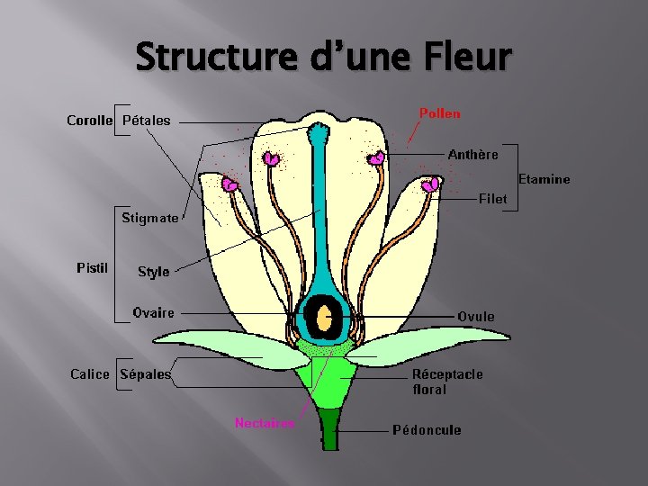 Structure d’une Fleur 