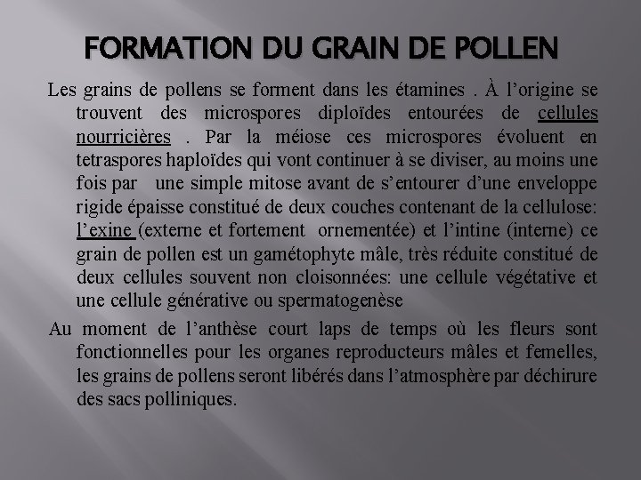 FORMATION DU GRAIN DE POLLEN Les grains de pollens se forment dans les étamines.